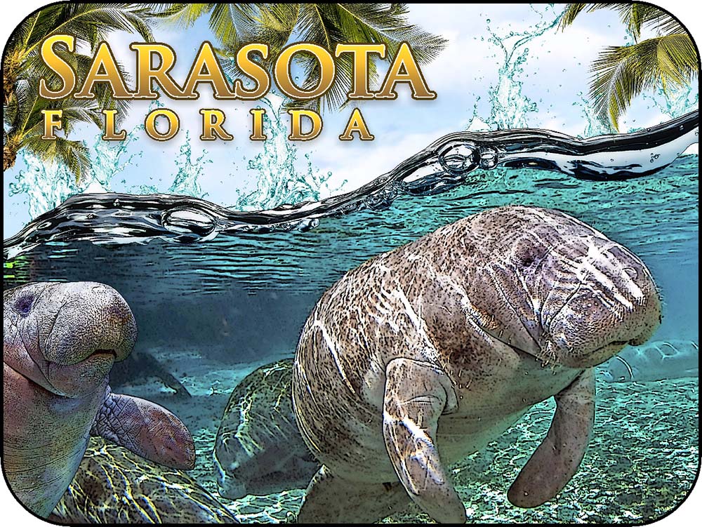 Sarasota Florida Manatees