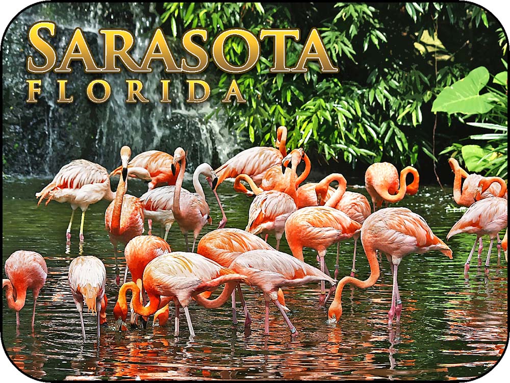 Sarasota Florida Flamingos