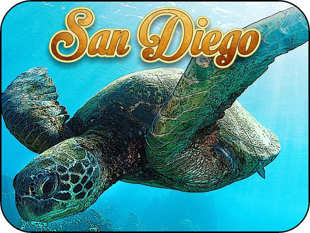 San Diego California Sea Turtle