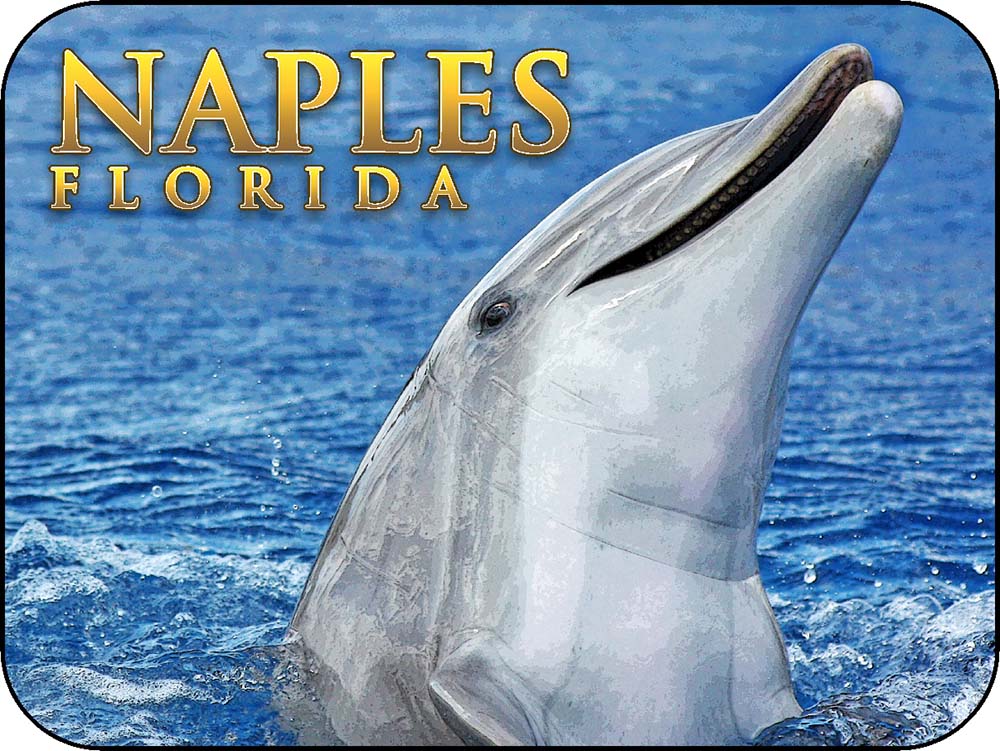 Naples Florida Dolphin