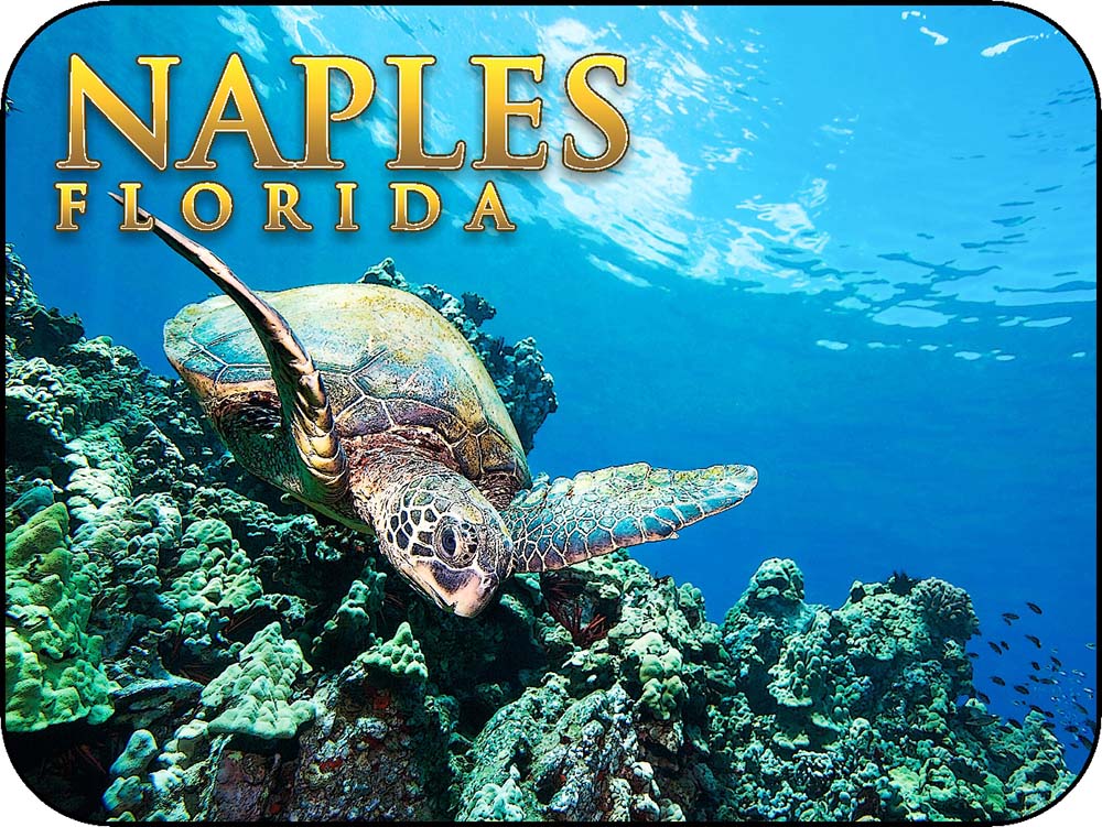 Naples Florida Sea Turtle