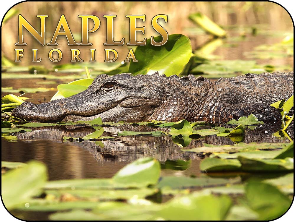 Naples Florida Alligator Swimming