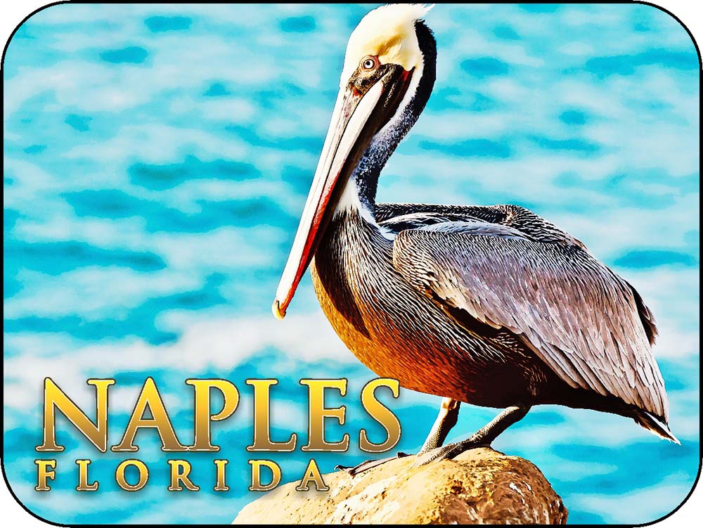 Naples Florida Pelican