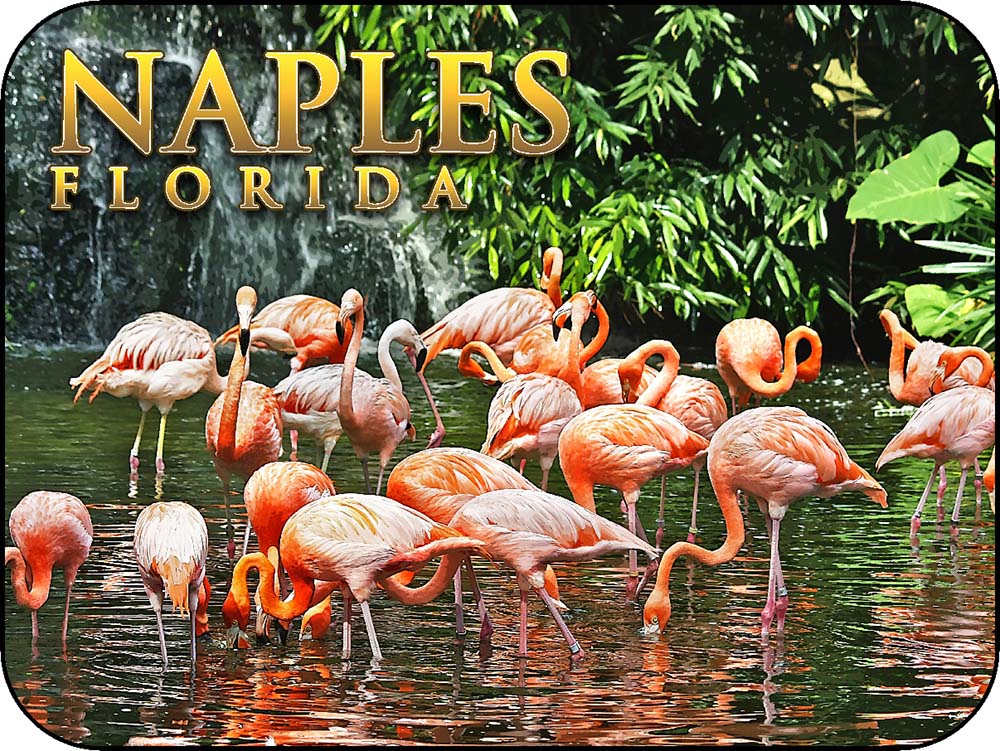 Naples Florida Flamingoes