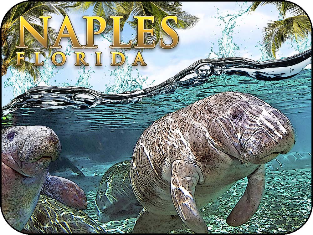 Naples Florida Manatees