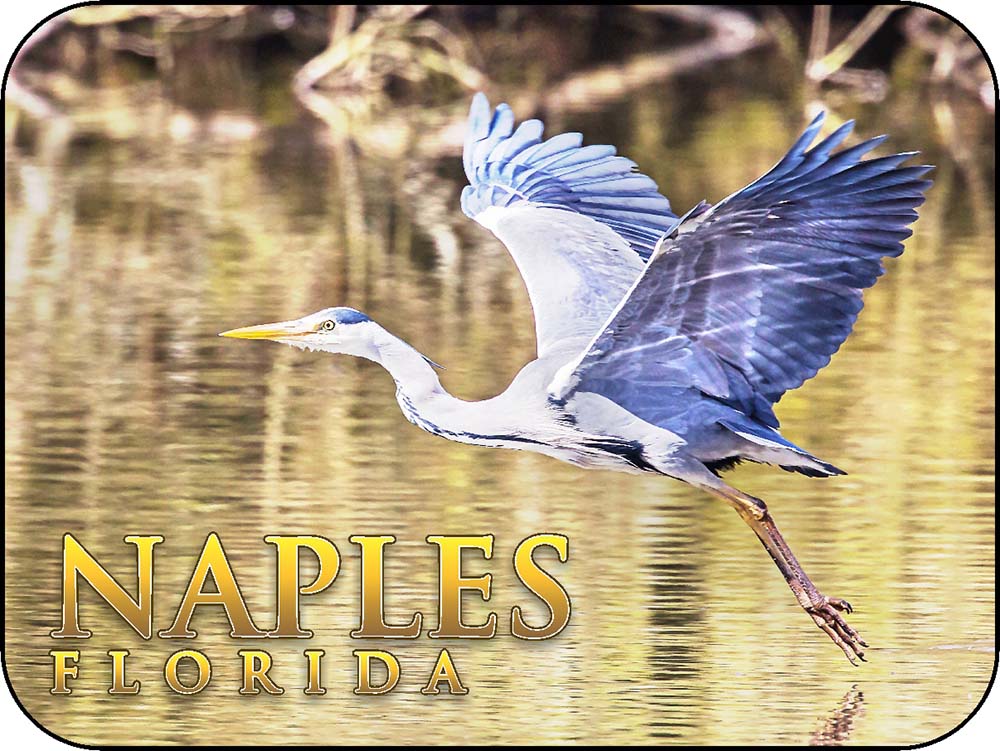 Naples Florida Fishing Egret