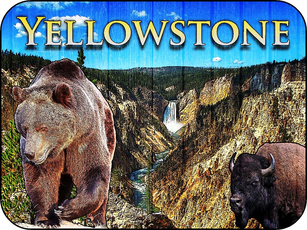 Yellowstone Bear & Bison