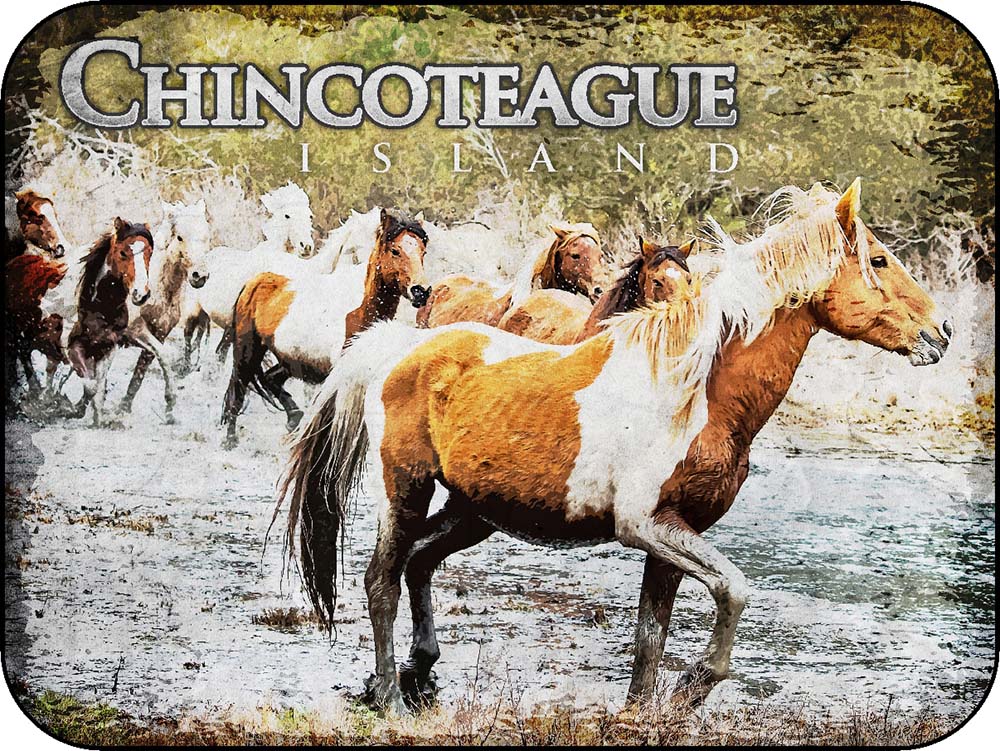 Chincoteague Island Virginia Group of Ponies