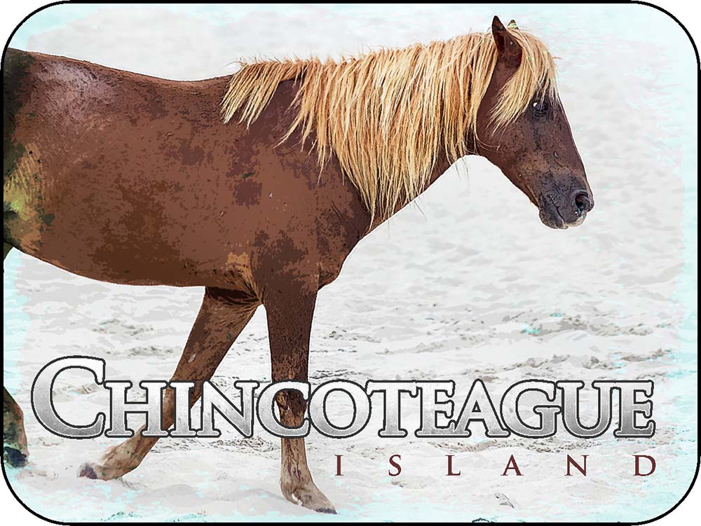 Chincoteague Island Virginia Single Pony