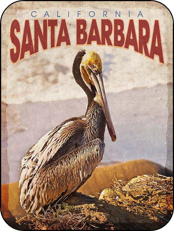 Santa Barbara California Solo Pelican