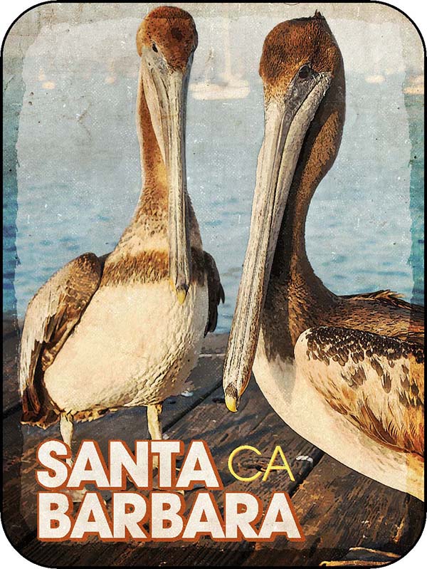 Santa Barbara California Two Pelicans