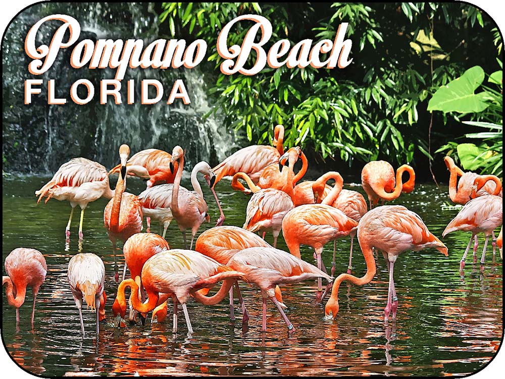 Pompano Beach Florida Flamingos