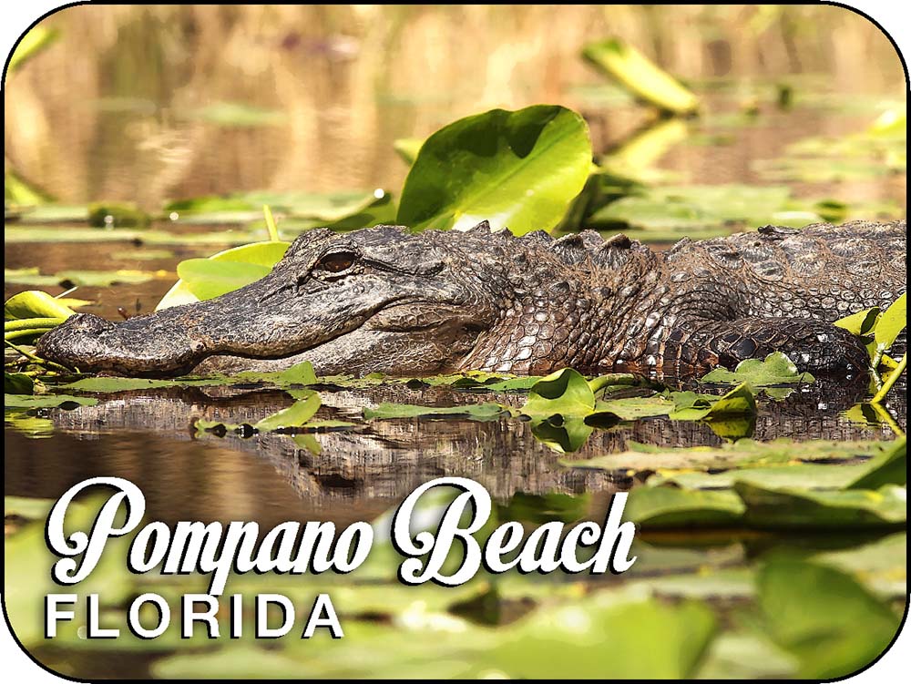 Pompano Beach Florida Alligator