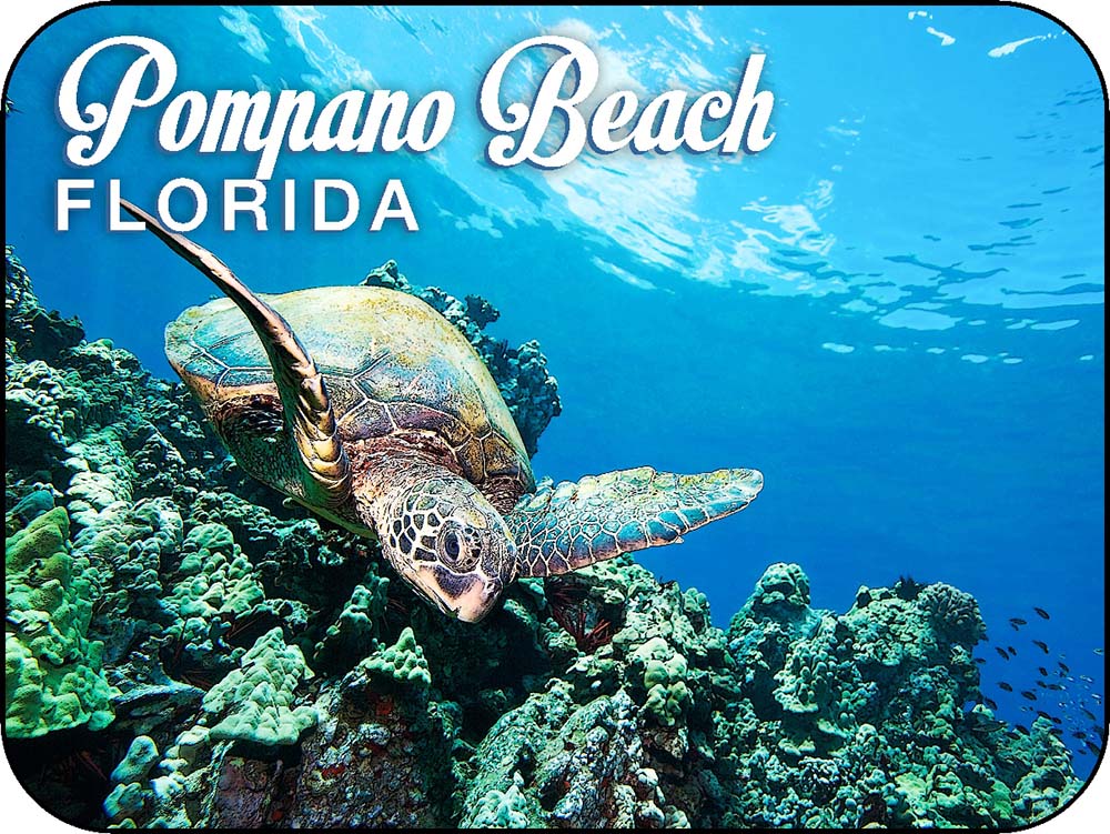 Pompano Beach Florida Sea Turtle