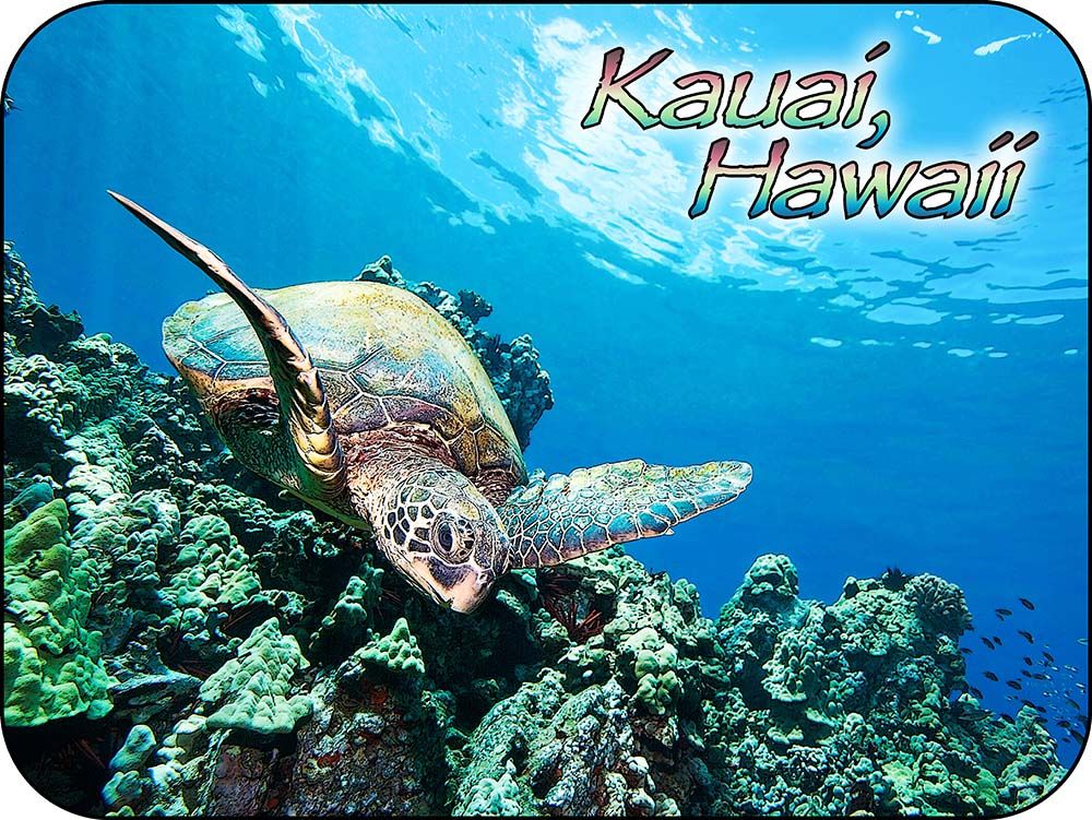 Kauaii Hawaii Myakka River State Park Coral Sea Turtle