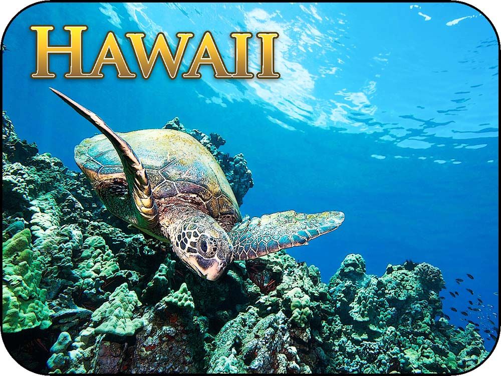 Hawaii Coral SeaTurtle