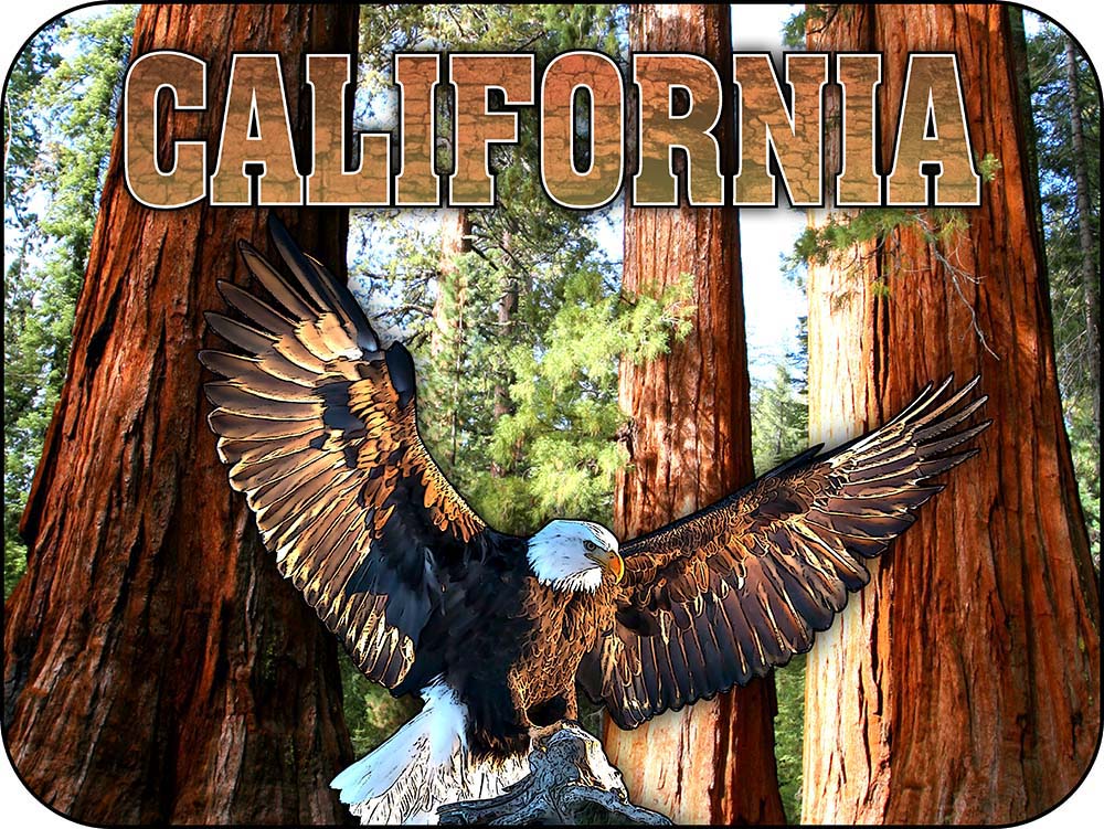 California State Tree & Eagle Magnet