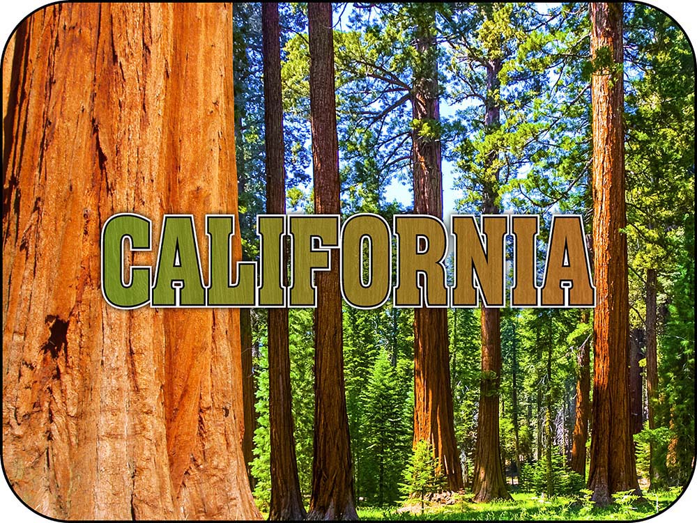 California Redwood Trees Magnet