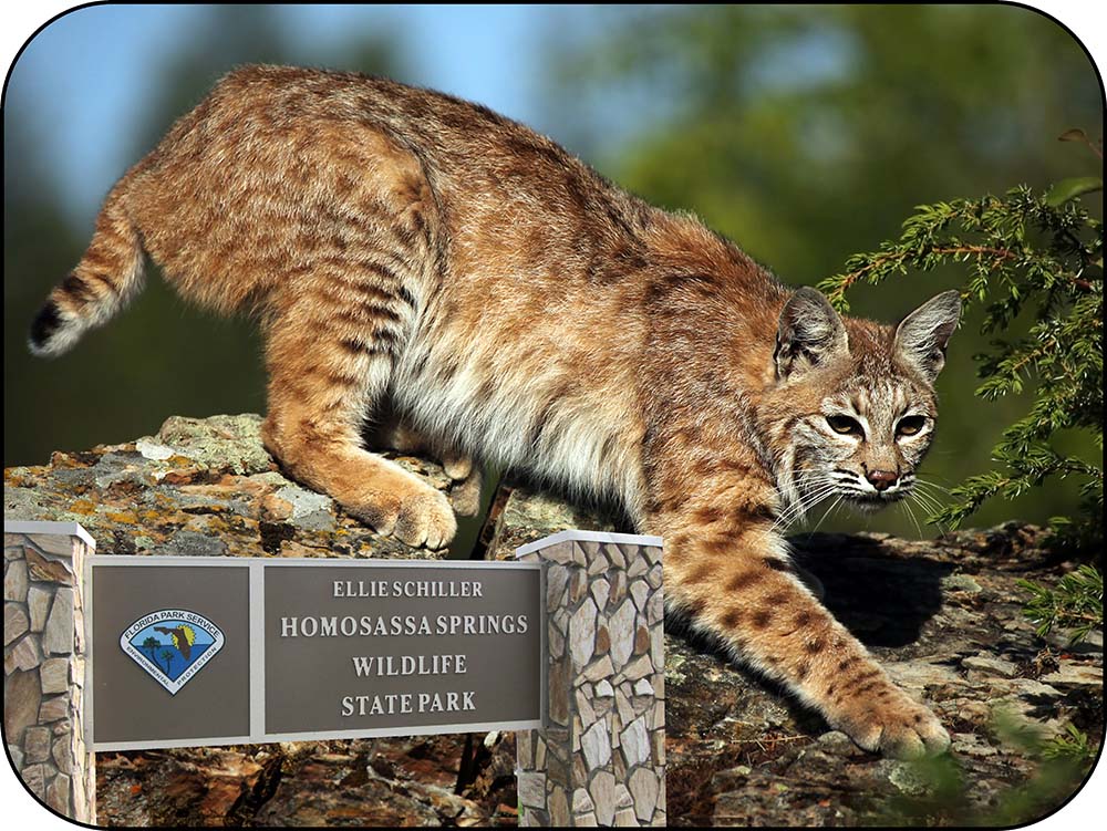 Homosassa Springs Florida Bobcat Mountain Lion Magnet