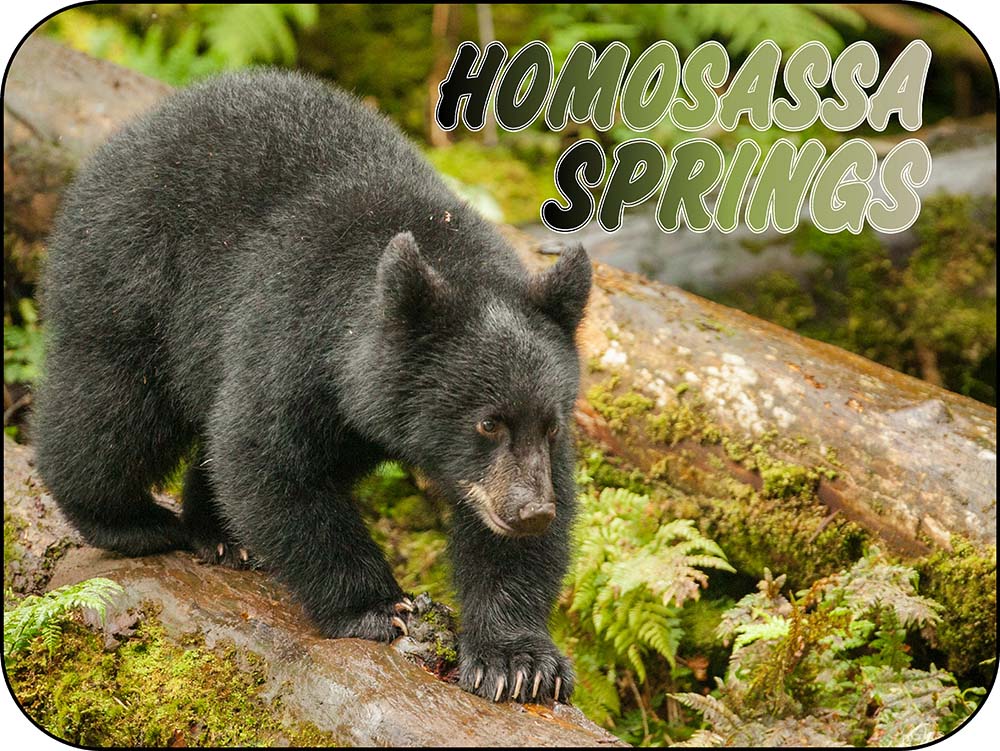 Homosassa Springs Florida Black Bear Magnet