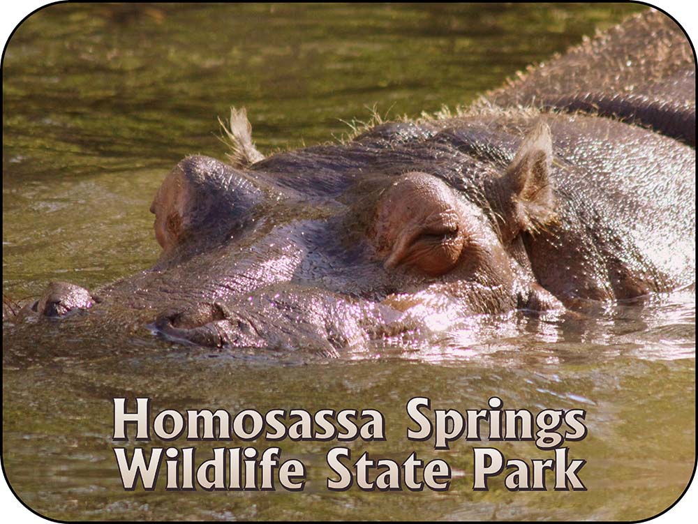 Homosassa Springs Wildlife State Park Florida Hippo Magnet