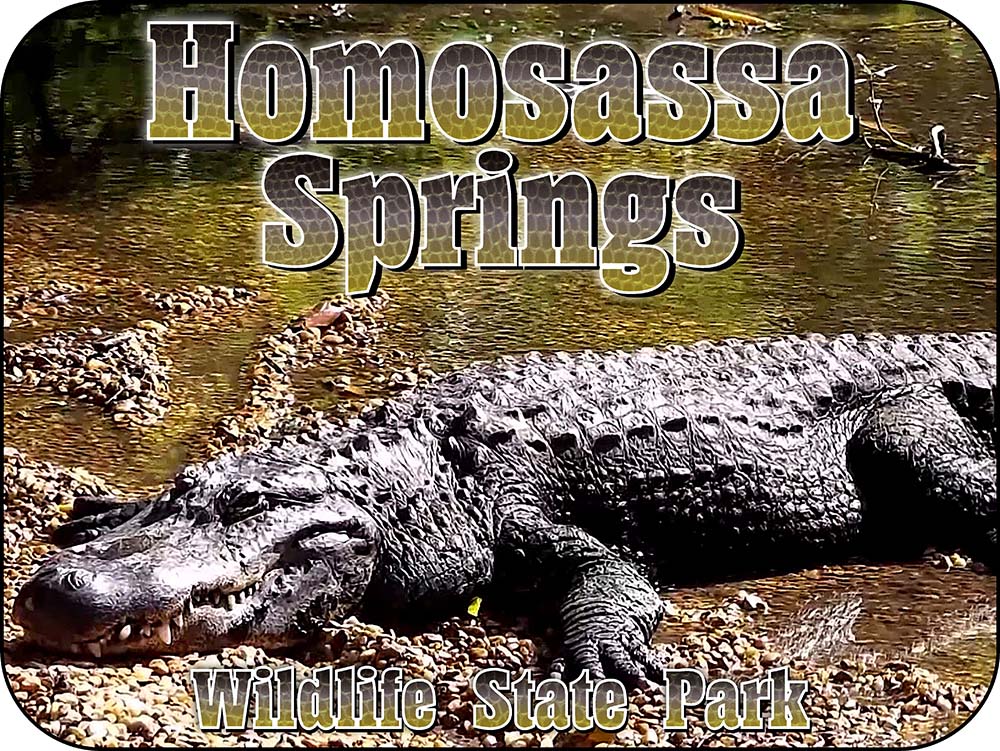 Homosassa Springs Wildlife State Park Florida Alligator Magnet