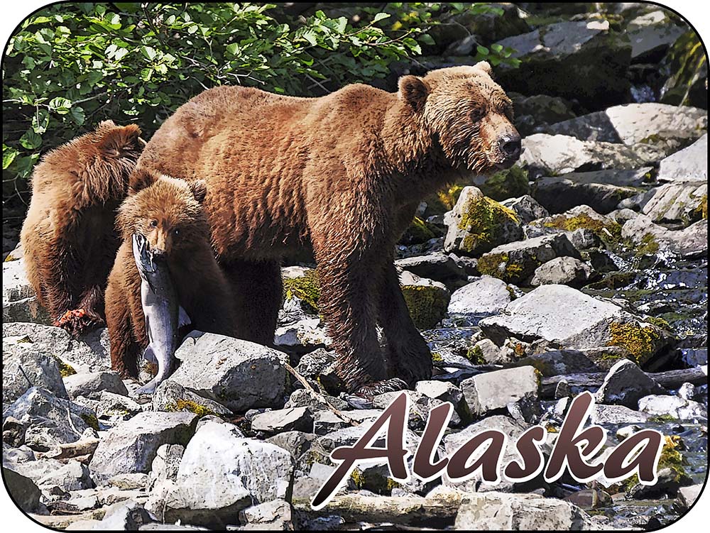 Alaska Fishing Group of Grizzly Bears Salmon Horizontal