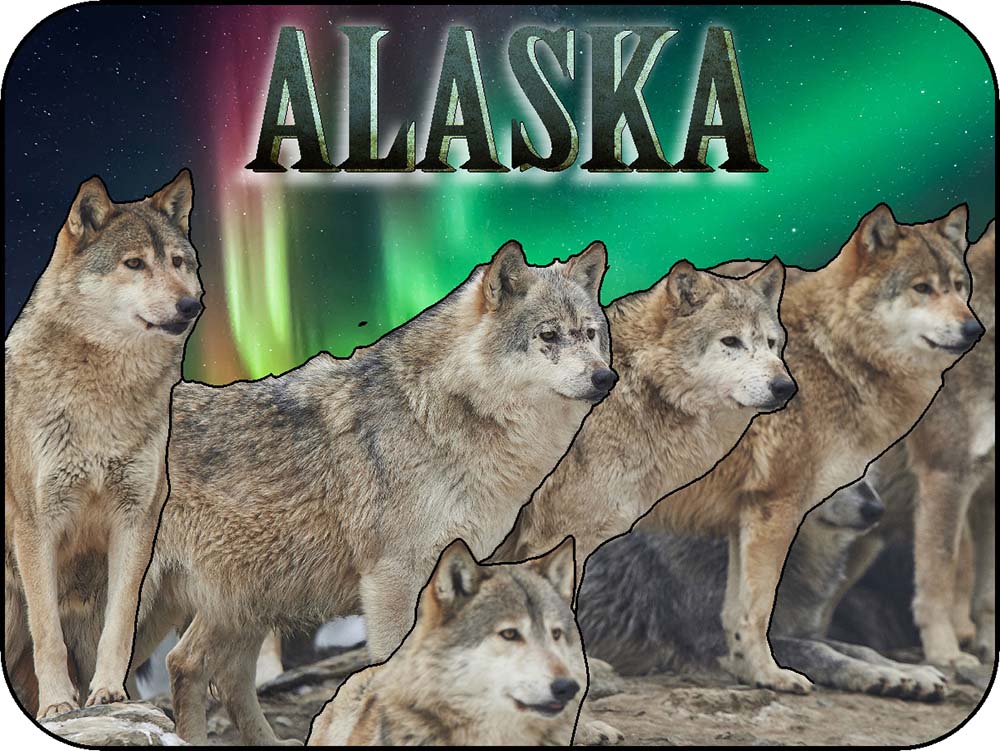 Alaska Wolf Pack Northern Lights