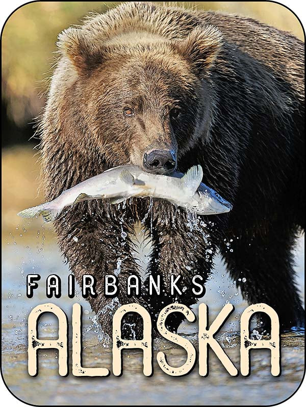 Fairbanks Alaska Fishing Grizzly Bear Salmon - Vertical