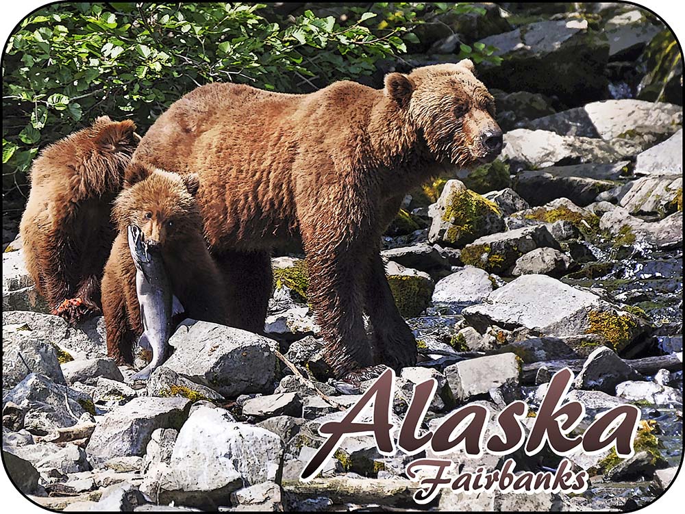 Fairbanks Alaska Fishing Group of Grizzly Bears Salmon